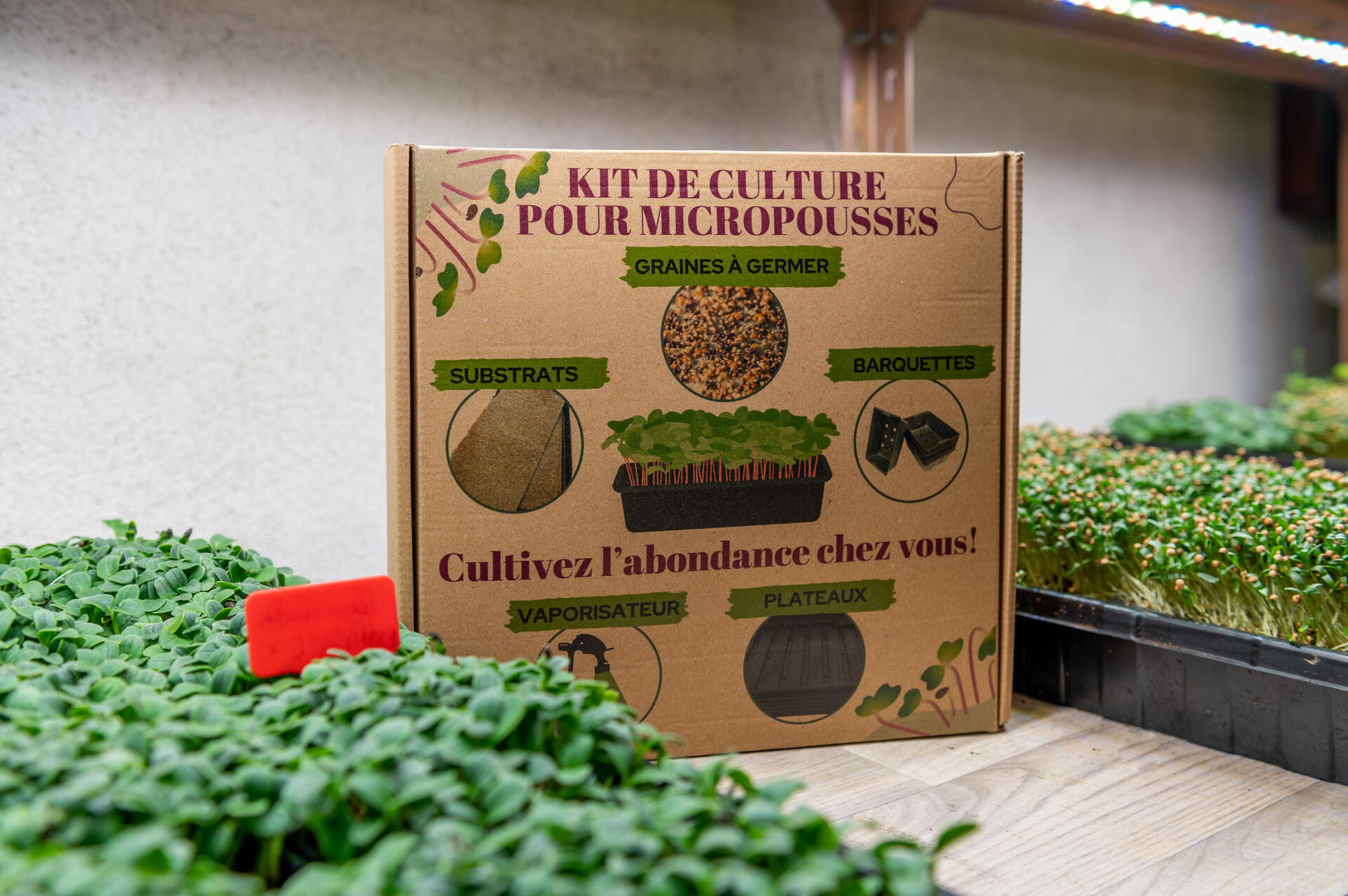 Kit de culture MMC entouré de micropousses en production