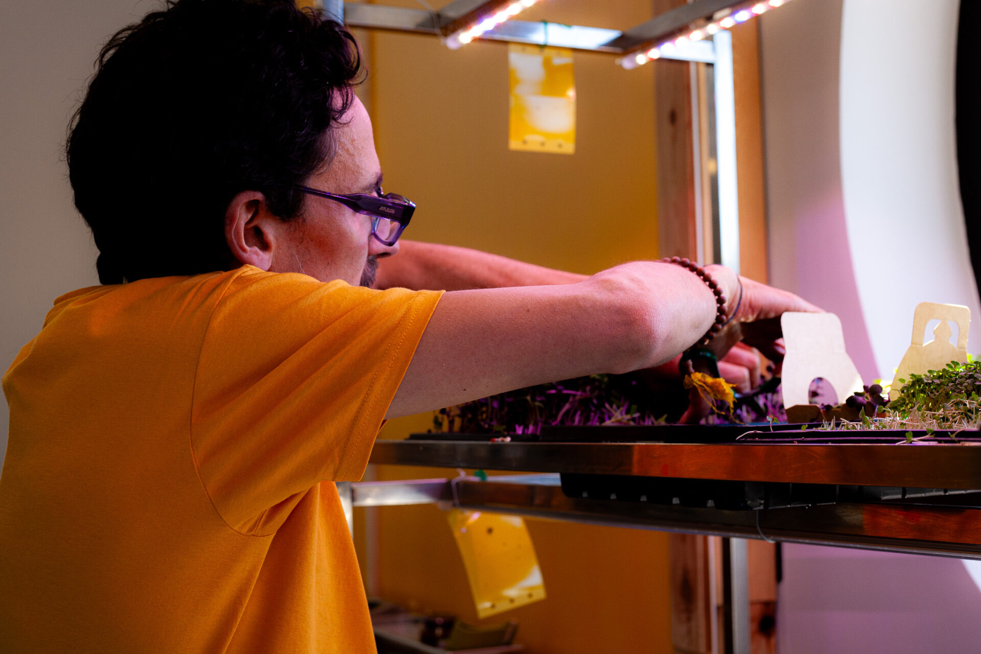 Patrick Vibert travaillant sur des plateaux de micropousses sous éclairage horticole