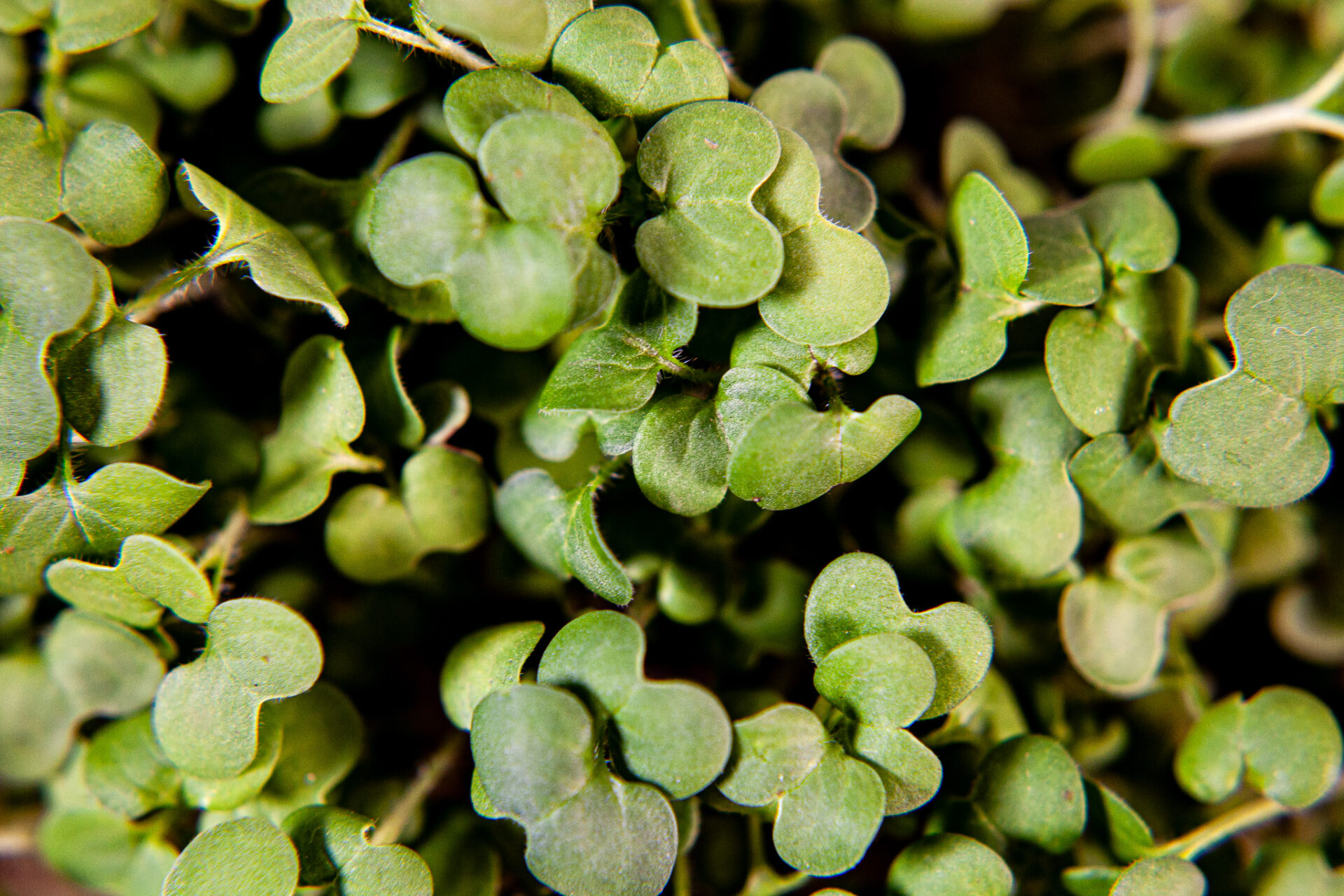 Micropousses de brassicacée verte en gros plan