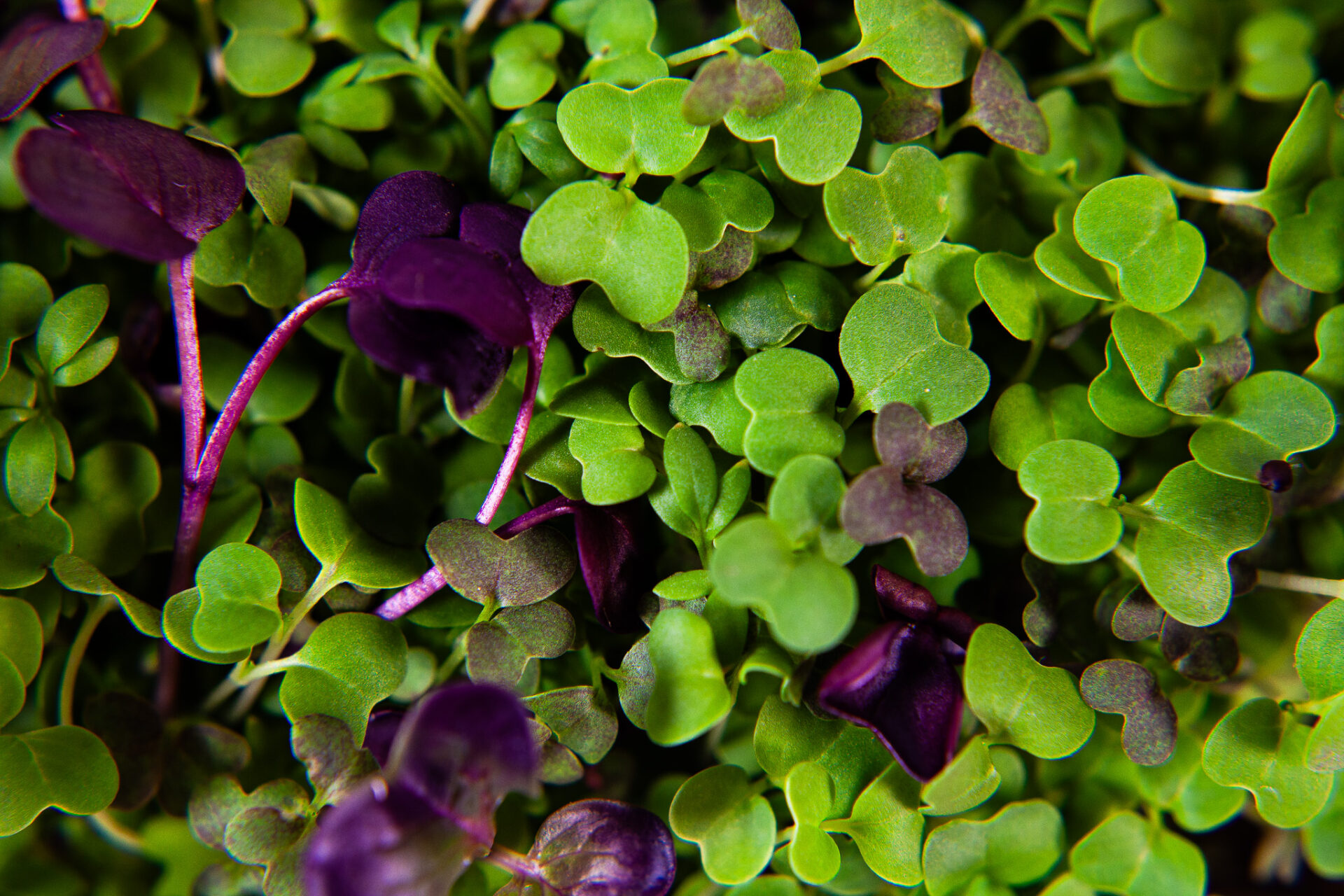 Micropousses de brassicacées vertes et violettes