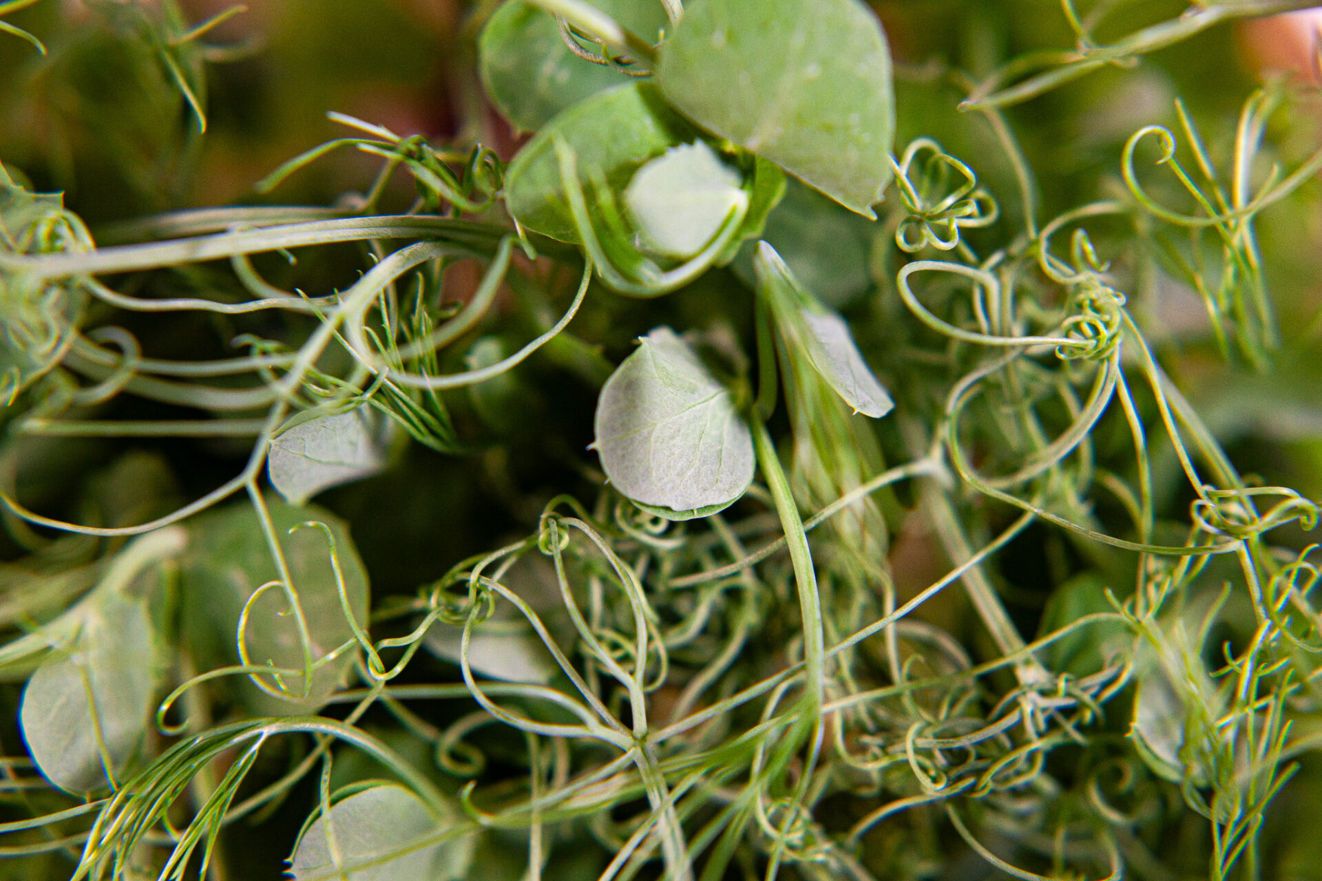 Micropousses de pois et tendrilles en gros plan