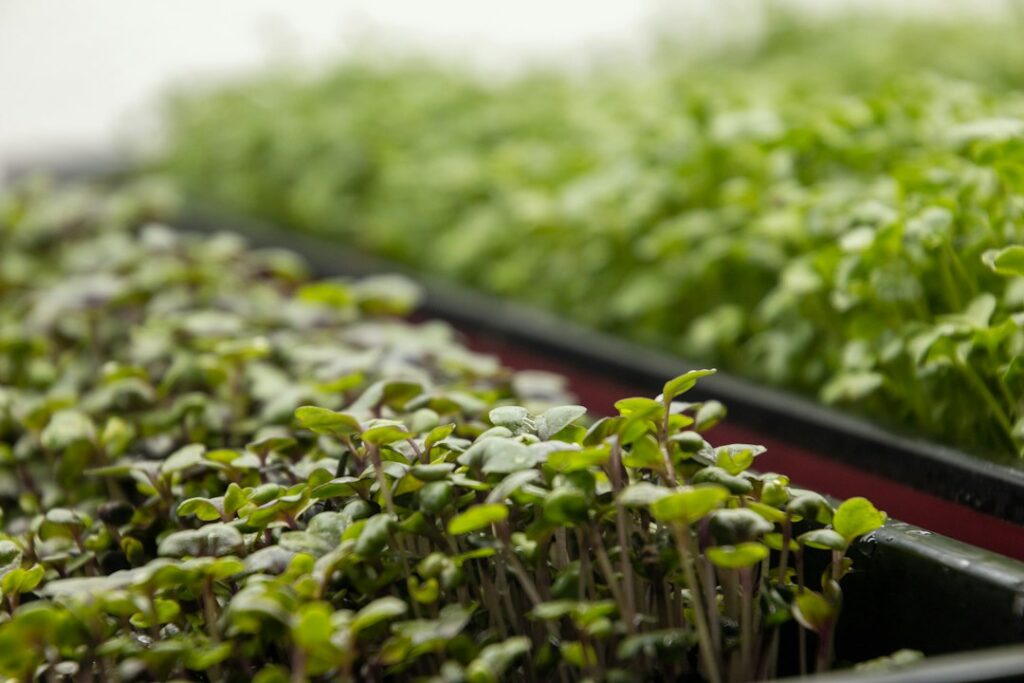 Micropousses vertes cultivées en plateau, vues en gros plan